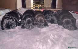 Mixed Breed dogs for sale: Bullador puppies  - Image 11