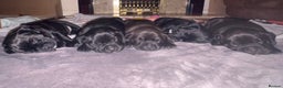 Mixed Breed dogs for sale: Labrador X pups 2 girls left !  - Advert 21