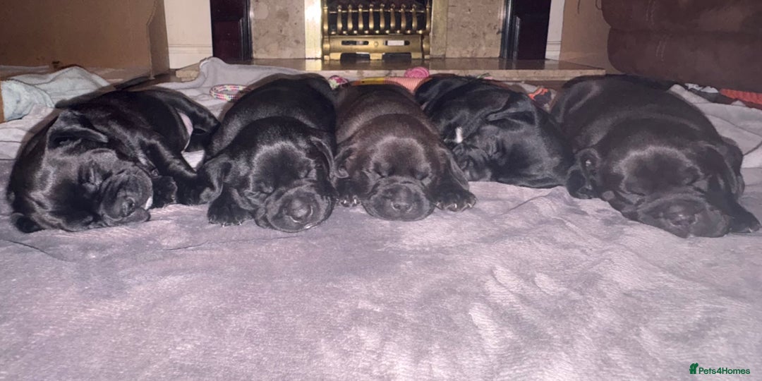 Mixed Breed dogs for sale: Bullador puppies  - Image 11