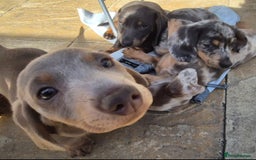 Dachshund dogs for sale: Dachshund puppies  - Image 18