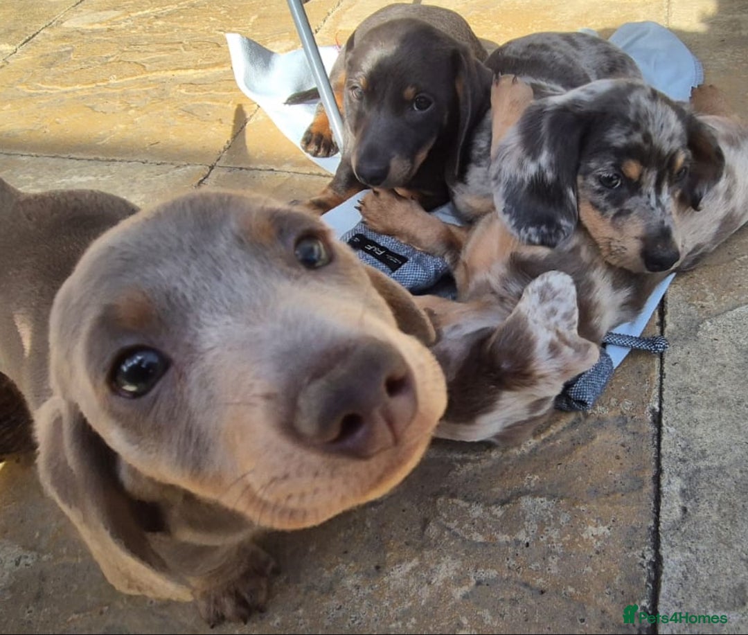 Dachshund dogs for sale: Dachshund puppies  - Image 18
