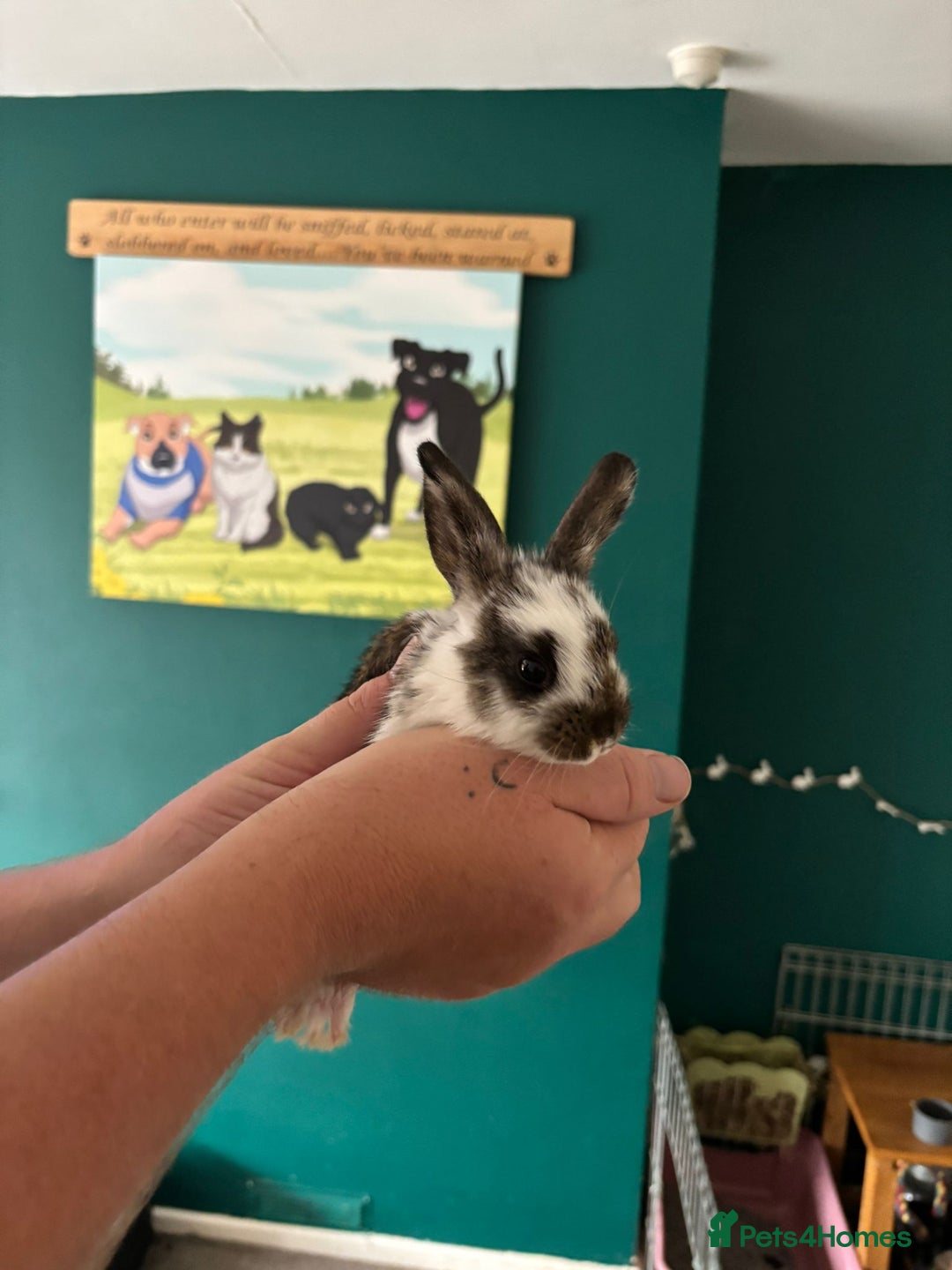 Mini Lop rabbits for sale: 8 baby rabbits - Image 3