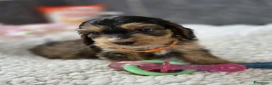 Orange collar
