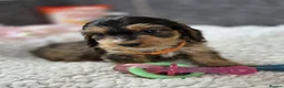 Cockapoo dogs for sale: Stunning Cockapoo Pups- Last Girl and 2 Boys - Advert 26