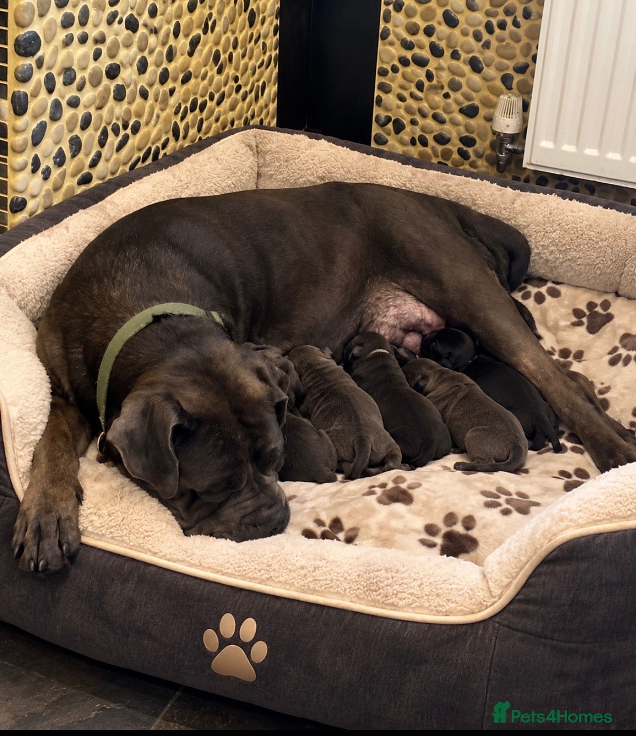Cane Corso dogs Cane corso  - Advert 2