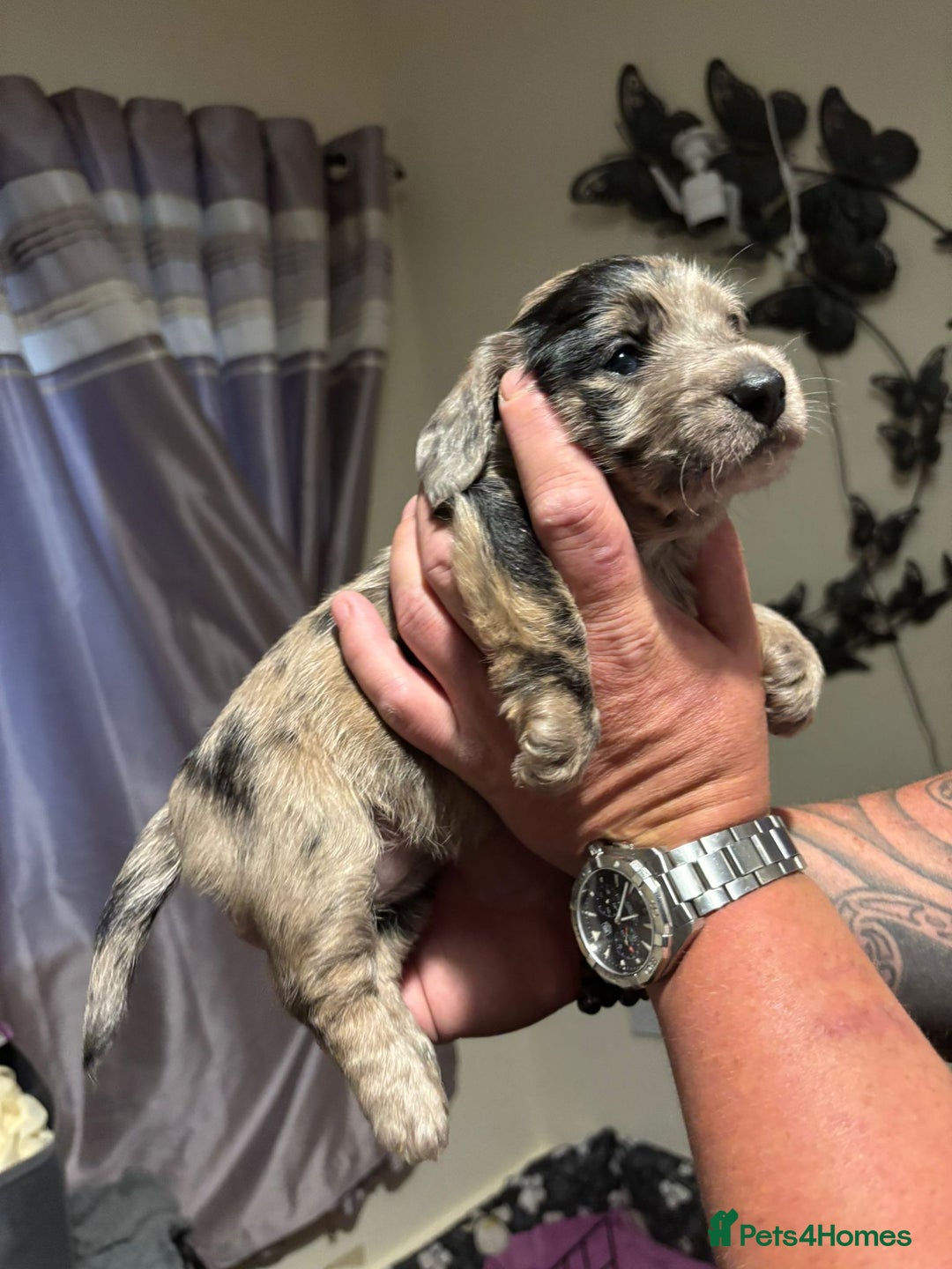 Doxiepoo dogs for sale: Doxiepoo f1 - Image 18