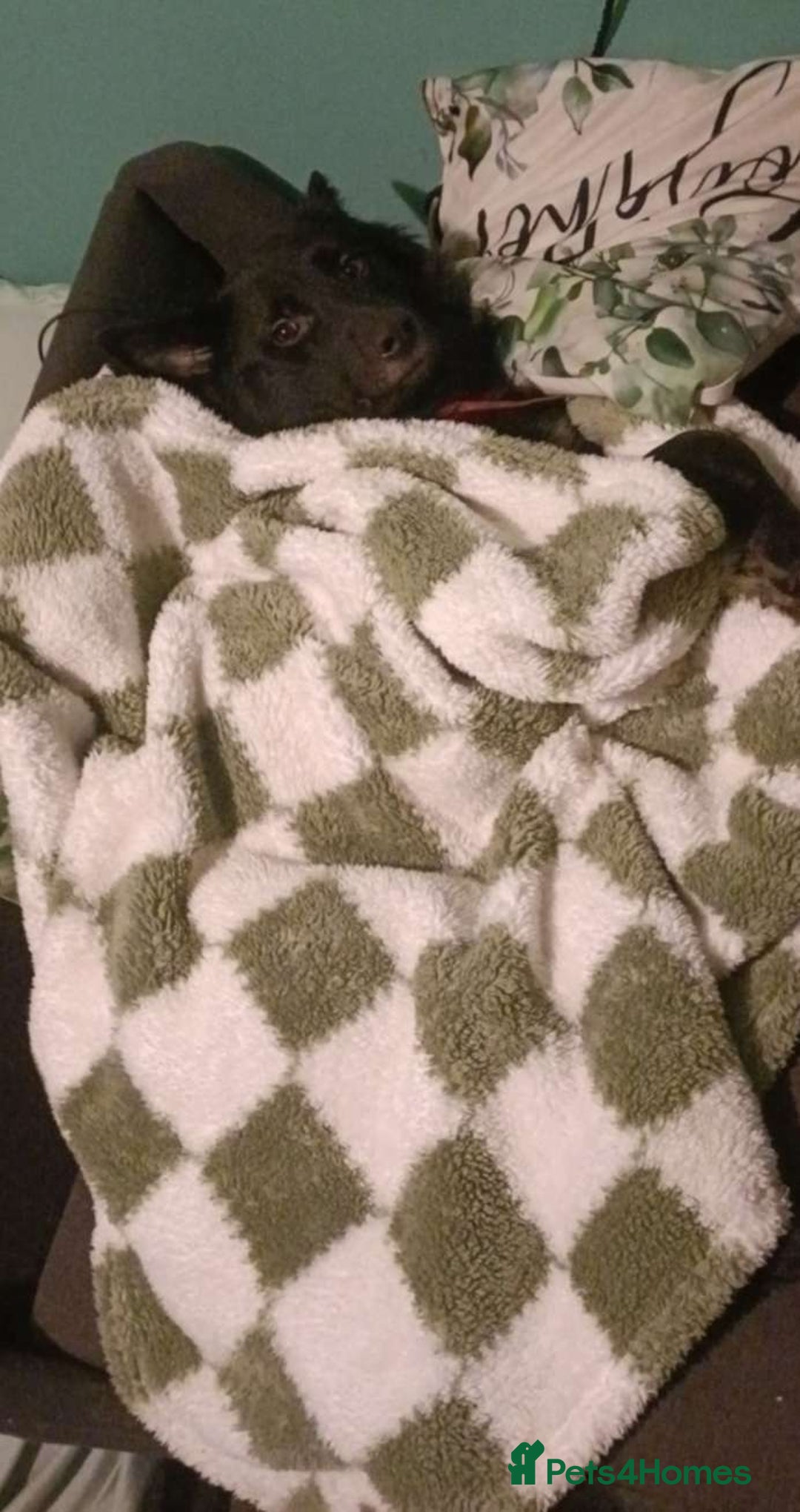 Mixed Breed dogs for sale: Beautiful male buster  - Advert 13