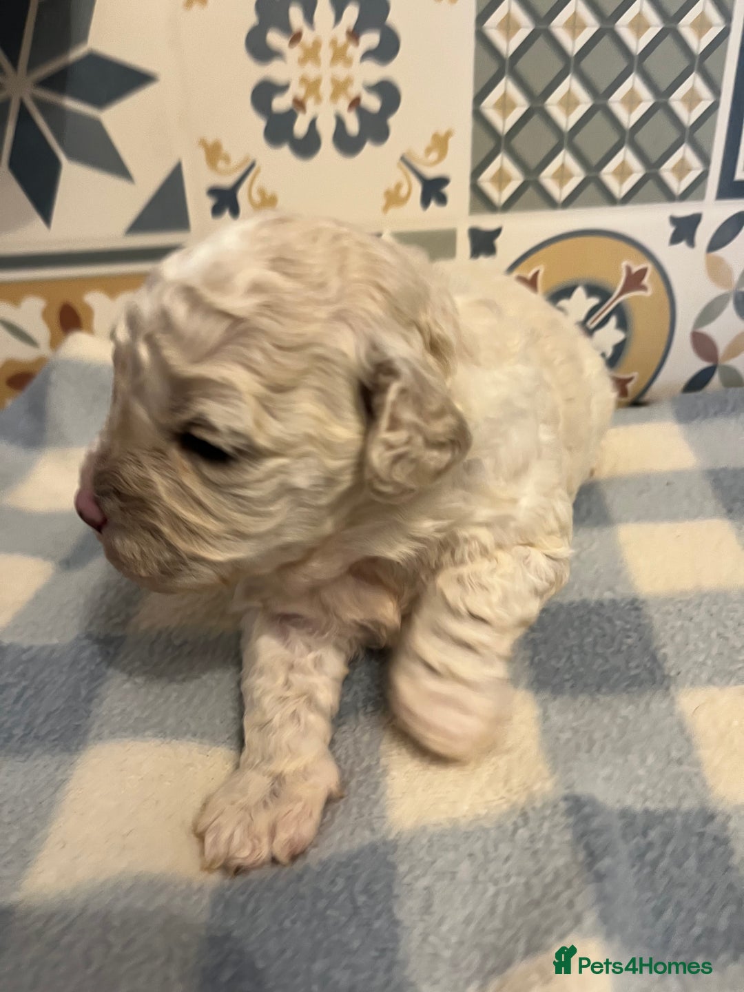 Maltipoo dogs for sale: Maltipoo puppies ready 8th January - Advert 9