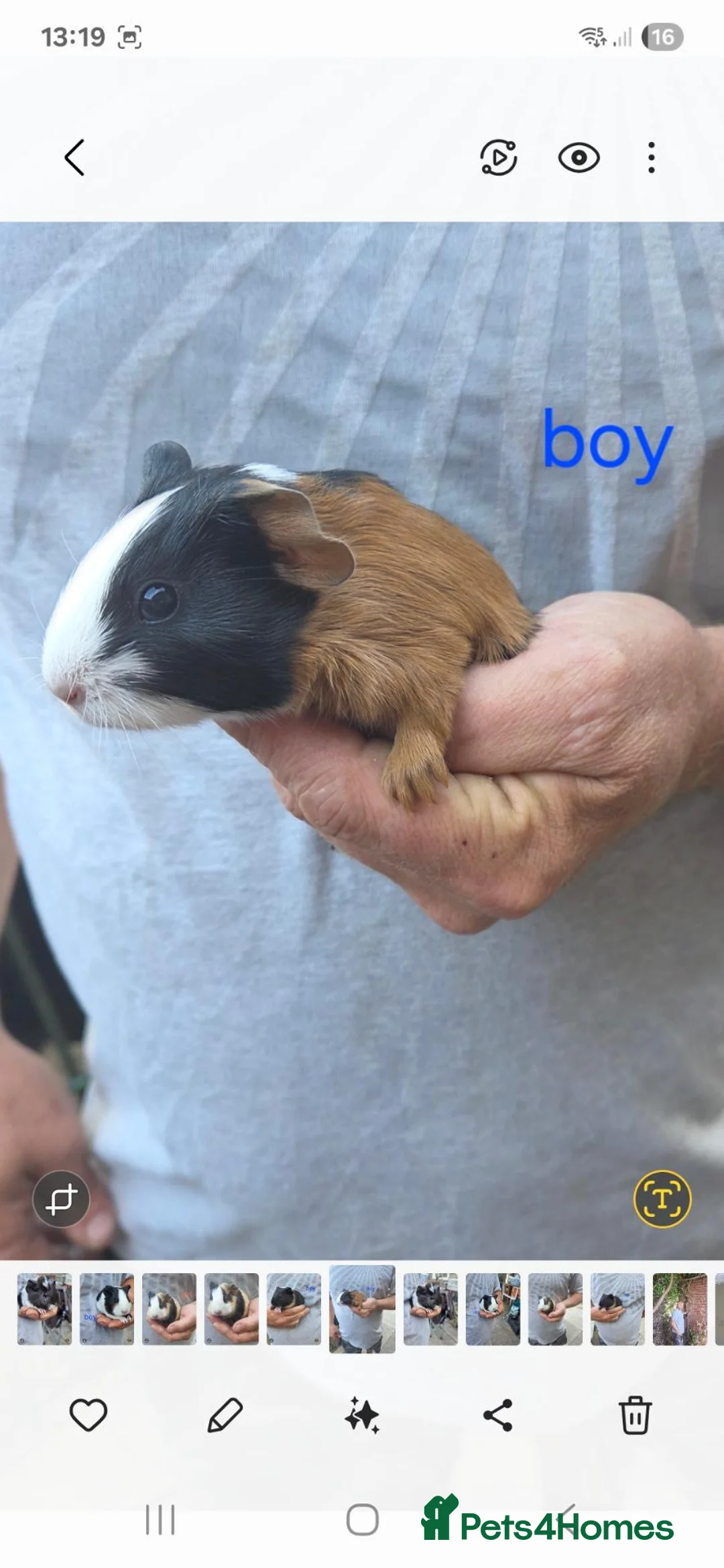 Guinea Pig rodents for sale: Guinea pigs for sale - Advert 4