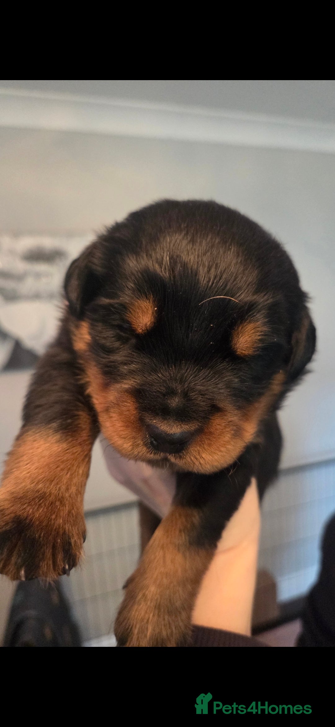 Rottweiler dogs for sale: KC & Fully Health Tested Rottweiler Puppies - Image 12