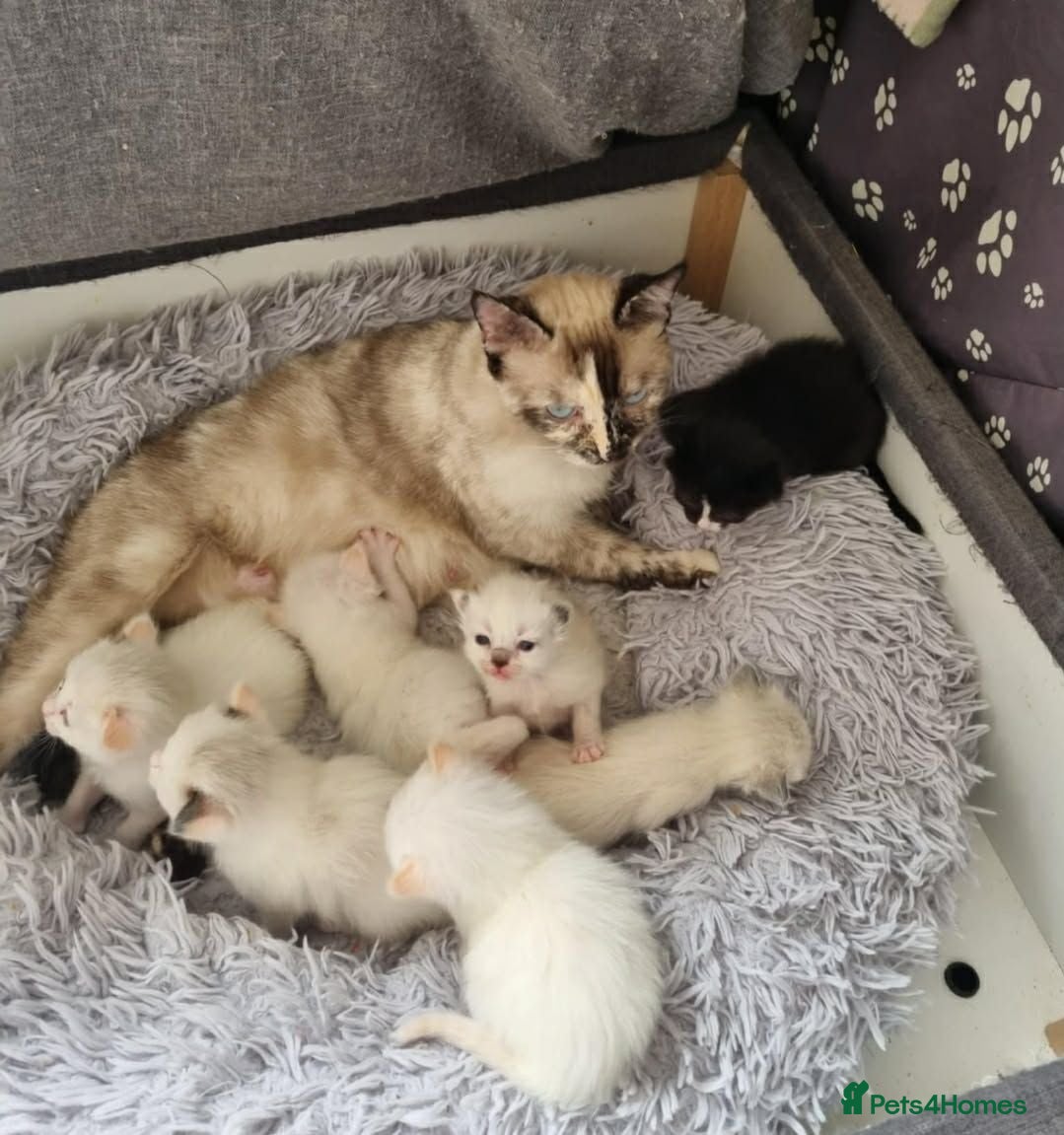 Mixed Breed cats Mixed ragdoll kittens  - Advert 19