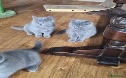 British Shorthair cats for sale: GCCF BSH Blue pedigree kittens for sale - Image 22