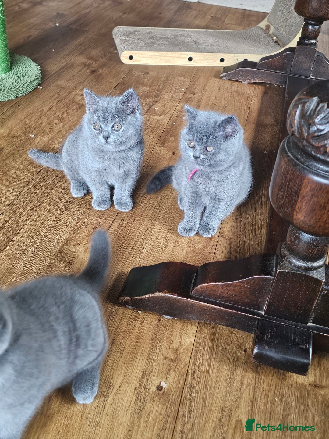 British Shorthair cats for sale: GCCF BSH Blue pedigree kittens for sale - Image 22