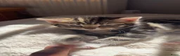 Bengal cats for sale: Bengal mix boy kitten READY NOW - Advert 5