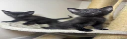 Siamese cats for sale: Gorgeous black 1/2 Siamese kittens  - Advert 6