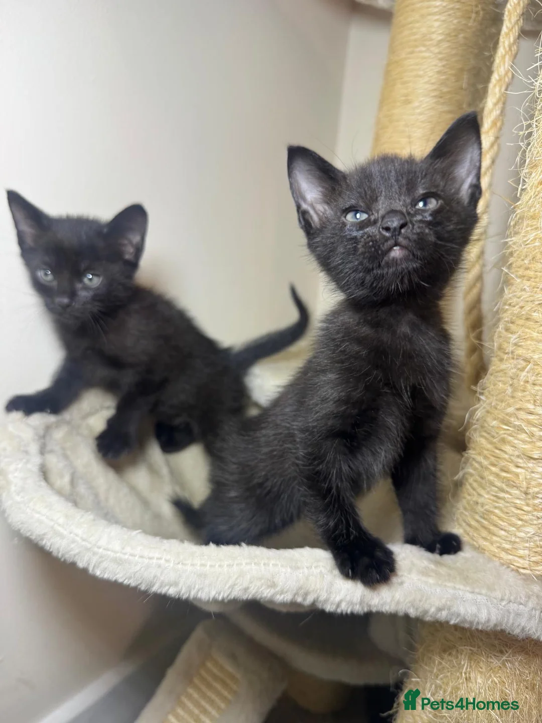 Siamese cats for sale: Gorgeous black 1/2 Siamese kittens  - Advert 6