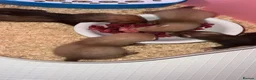 Ferret rodents for sale: Hob ferrets - Advert 2