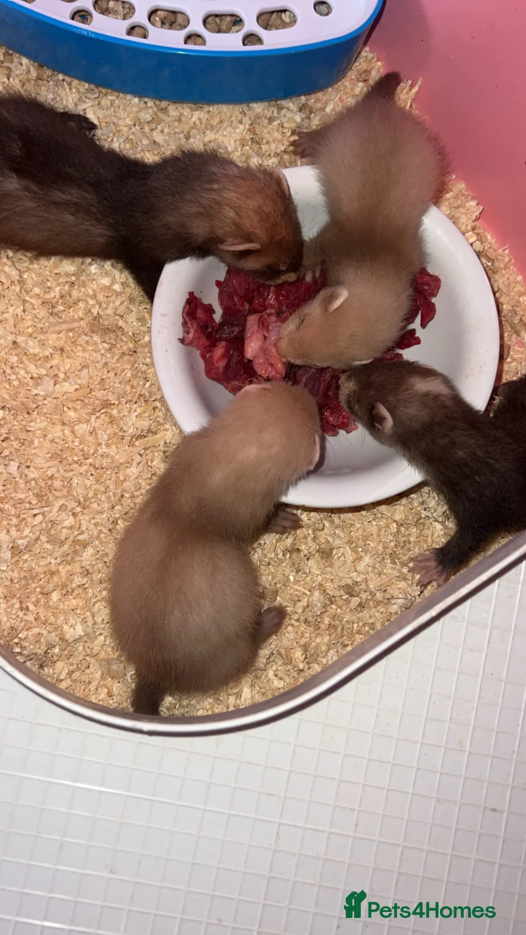 Ferret rodents for sale: Hob ferrets - Advert 2