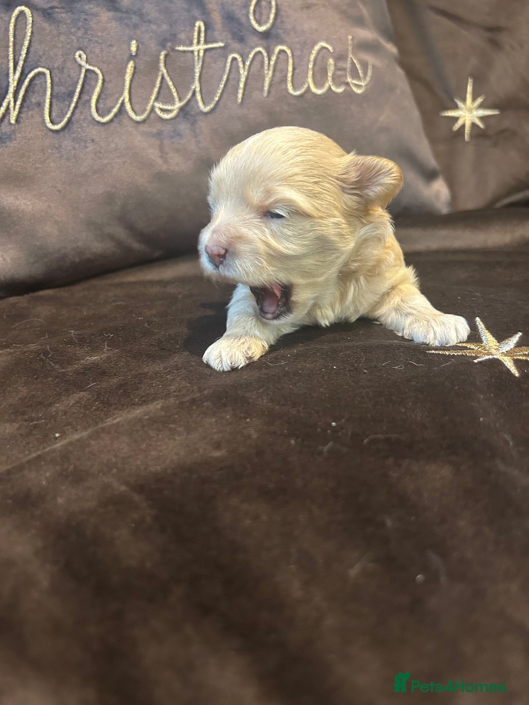 Maltipoo dogs for sale: Teeny tiny multipoos babies 🧸 - Advert 5