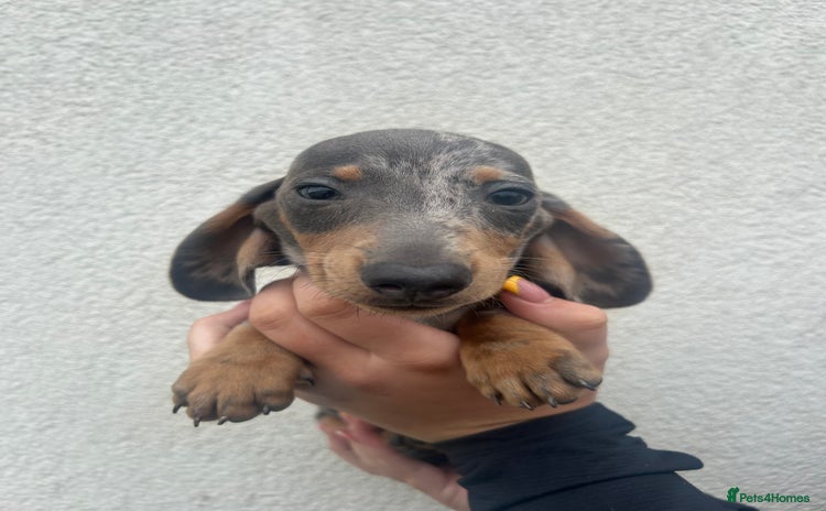 Miniature Dachshund dogs - Advert 9