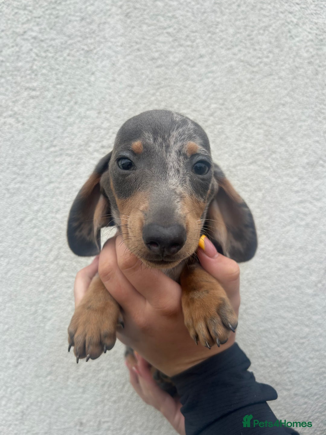 Miniature Dachshund dogs for sale: 4 miniature dachshund puppies for sale. - Image 1