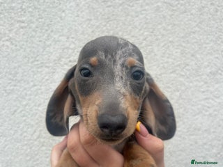 Miniature Dachshund dogs - Advert 31