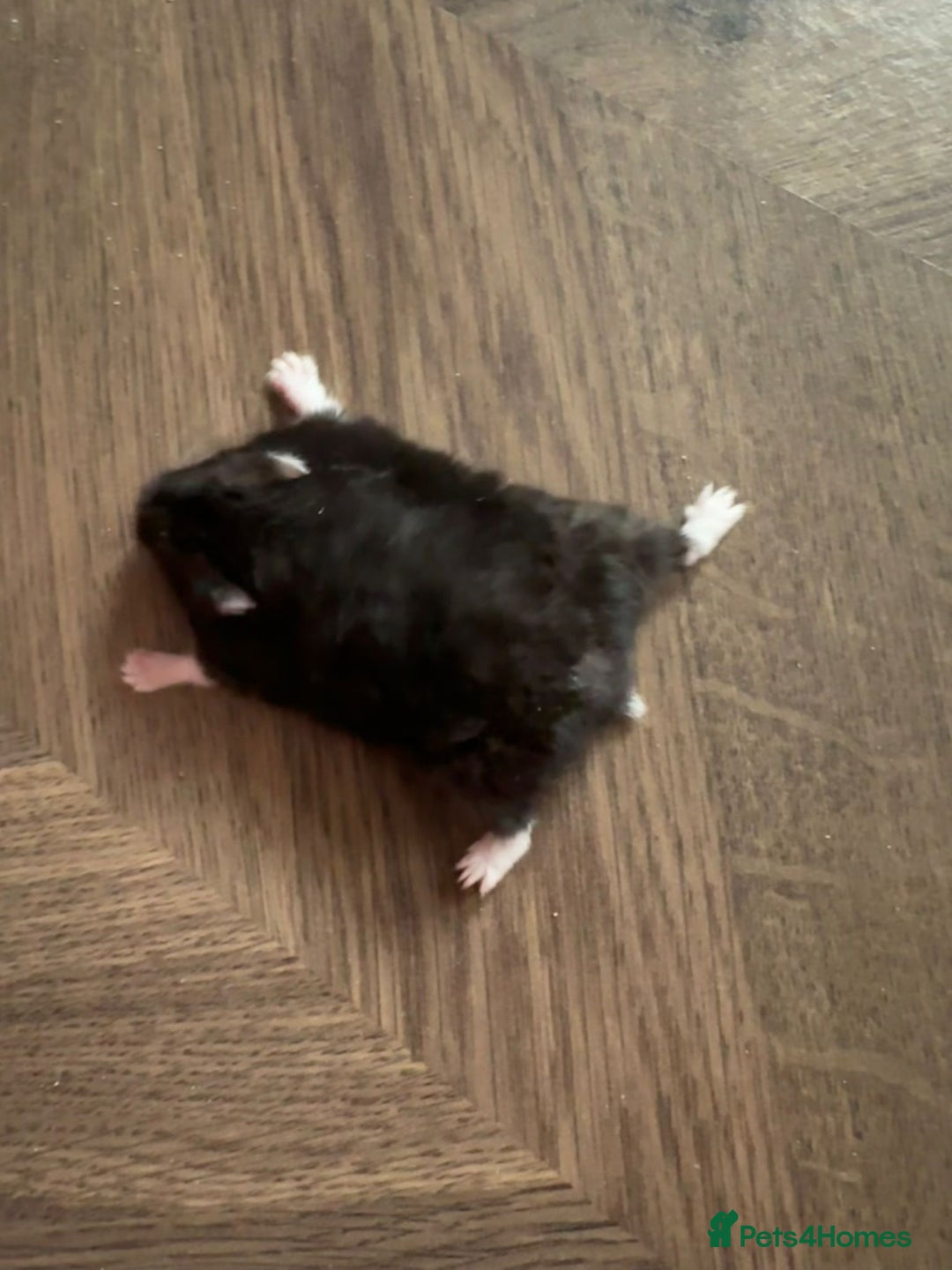 Hamster rodents for sale: Lovely Syrian Dwarf Hamster with Full Setup - Image 2