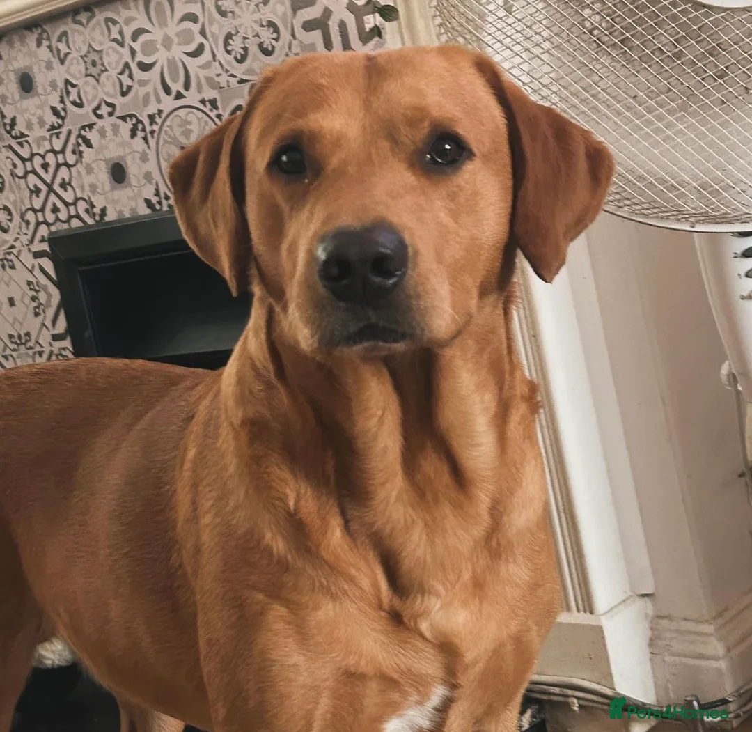 Labrador Retriever dogs for stud: Fox red lab stud only  - Advert 8