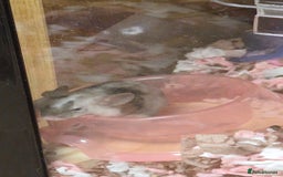 Mouse rodents for sale: Fancy mouse waiting list in Milton Keynes - Image 9