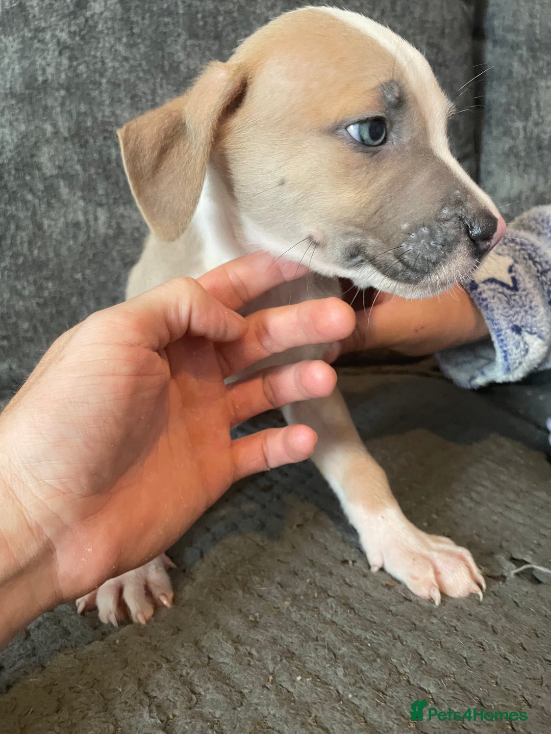 Mixed Breed dogs for sale: Presa canairo x American bulldog  - Image 5