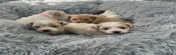 Maltipoo dogs for sale: Beautiful Maltipoochon puppies  - Advert 3