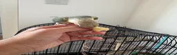 Conures birds for sale: Friendly Conure for Sale - Advert 2