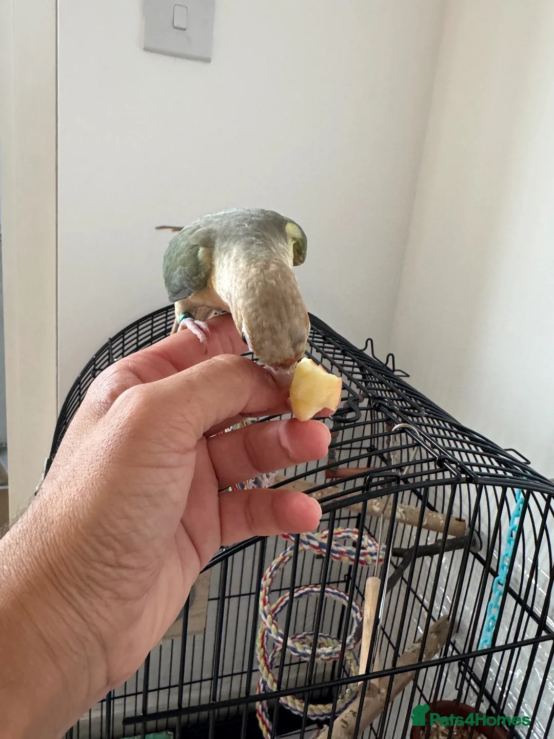 Conures birds for sale: Friendly Conure for Sale - Advert 2
