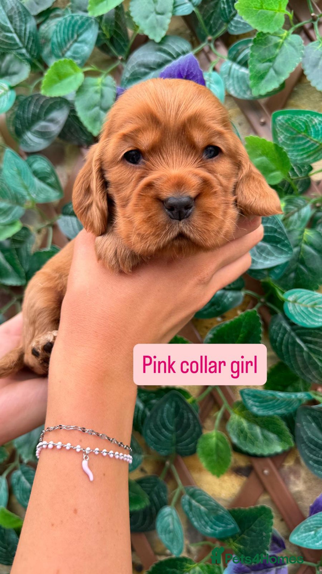Cocker Spaniel dogs for sale: SUPERB SHOW TYPE COCKER SPANIEL PUPPIES  - Image 1