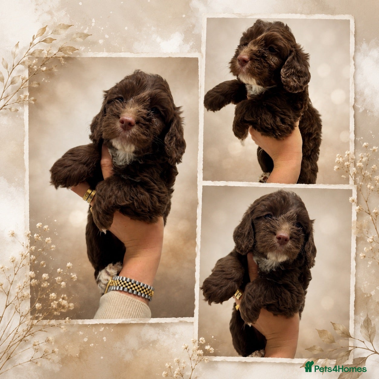 Cockapoo dogs Beautiful F1 cockapoo puppies  - Advert 2