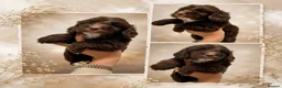 Cockapoo dogs for sale: Beautiful F1 cockapoo puppies  - Advert 11