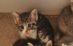 Siberian cats for sale:  Registered Calico Siberian kittens  - Image 4
