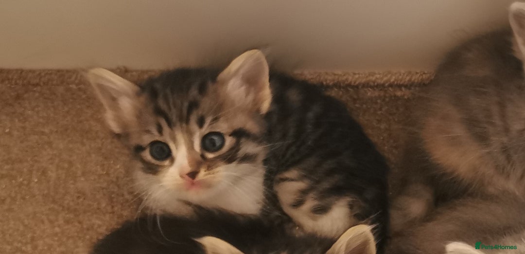 Siberian cats for sale:  Registered Calico Siberian kittens  - Image 4