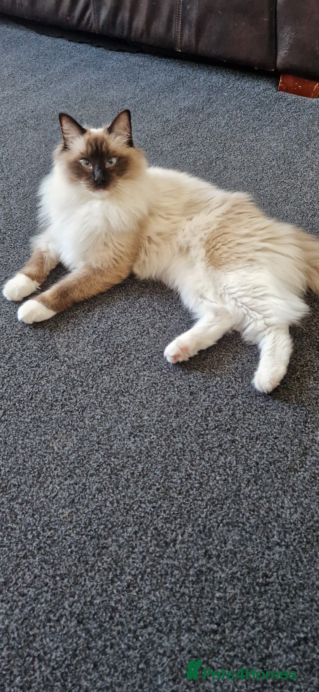 Ragdoll cats for sale: Oscar and barbe beautiful ragdol cats - Image 5