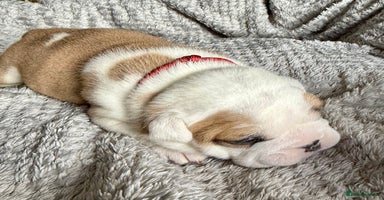 English Bulldog dogs - Advert 8