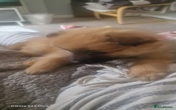 Pomeranian dogs for sale: Gorgeous Pomeranian puppies for sale - Image 11