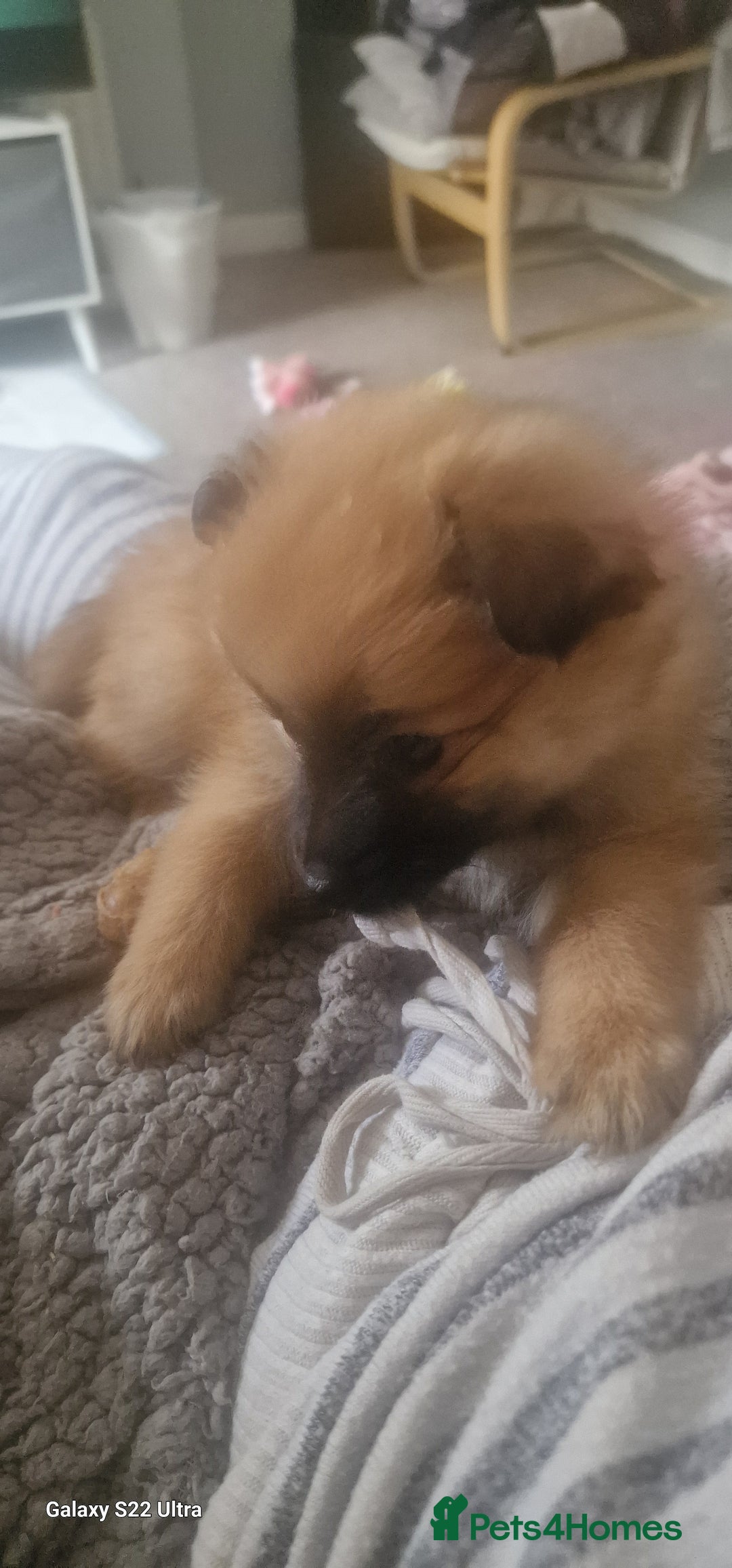Pomeranian dogs for sale: Gorgeous Pomeranian puppies for sale - Image 11
