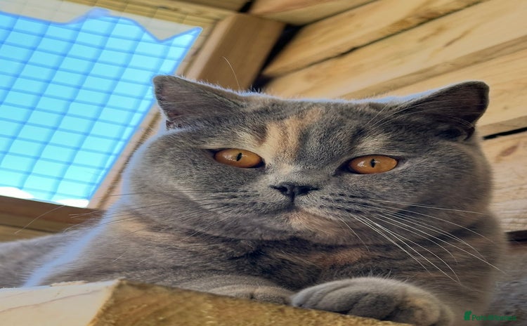 British Shorthair cats - Advert 3
