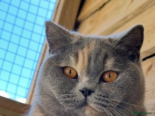 British Shorthair cats - Advert 19