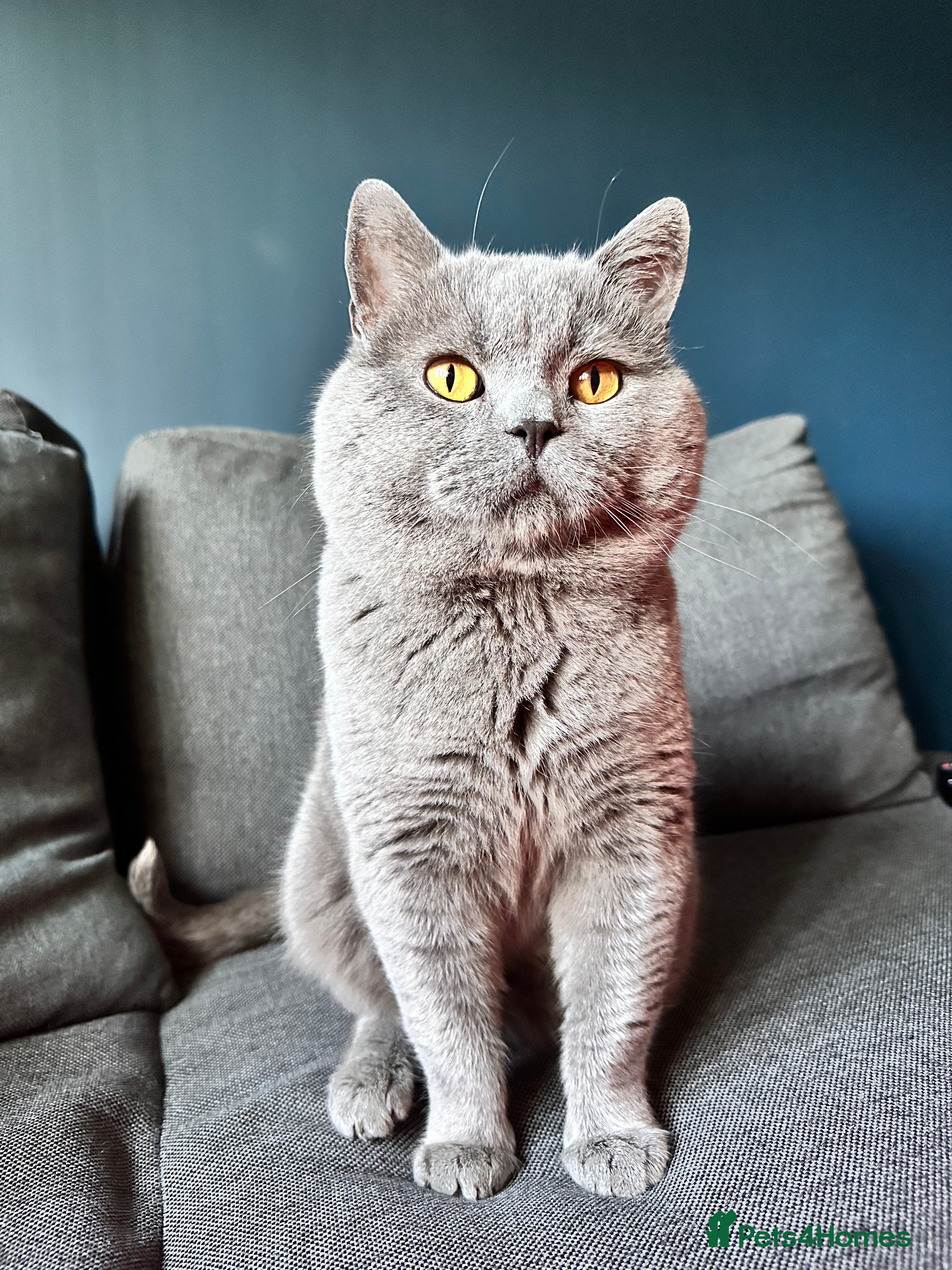 British Shorthair cats GCCF Active Registered Blue British Shorthair - Advert 23