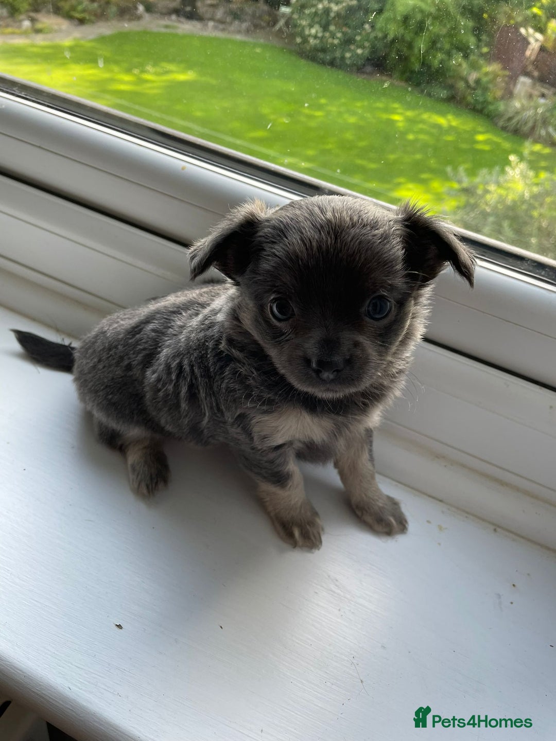 Chihuahua dogs for stud: Blue n tan small chihuahua stud carrying chocolate in Harpenden - Advert 10