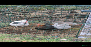 Chickens poultry - Advert 10
