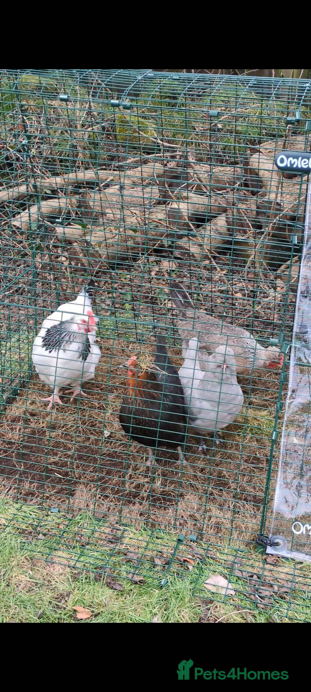 Chickens poultry for sale: 4 lovely chickens for sale  - Image 3