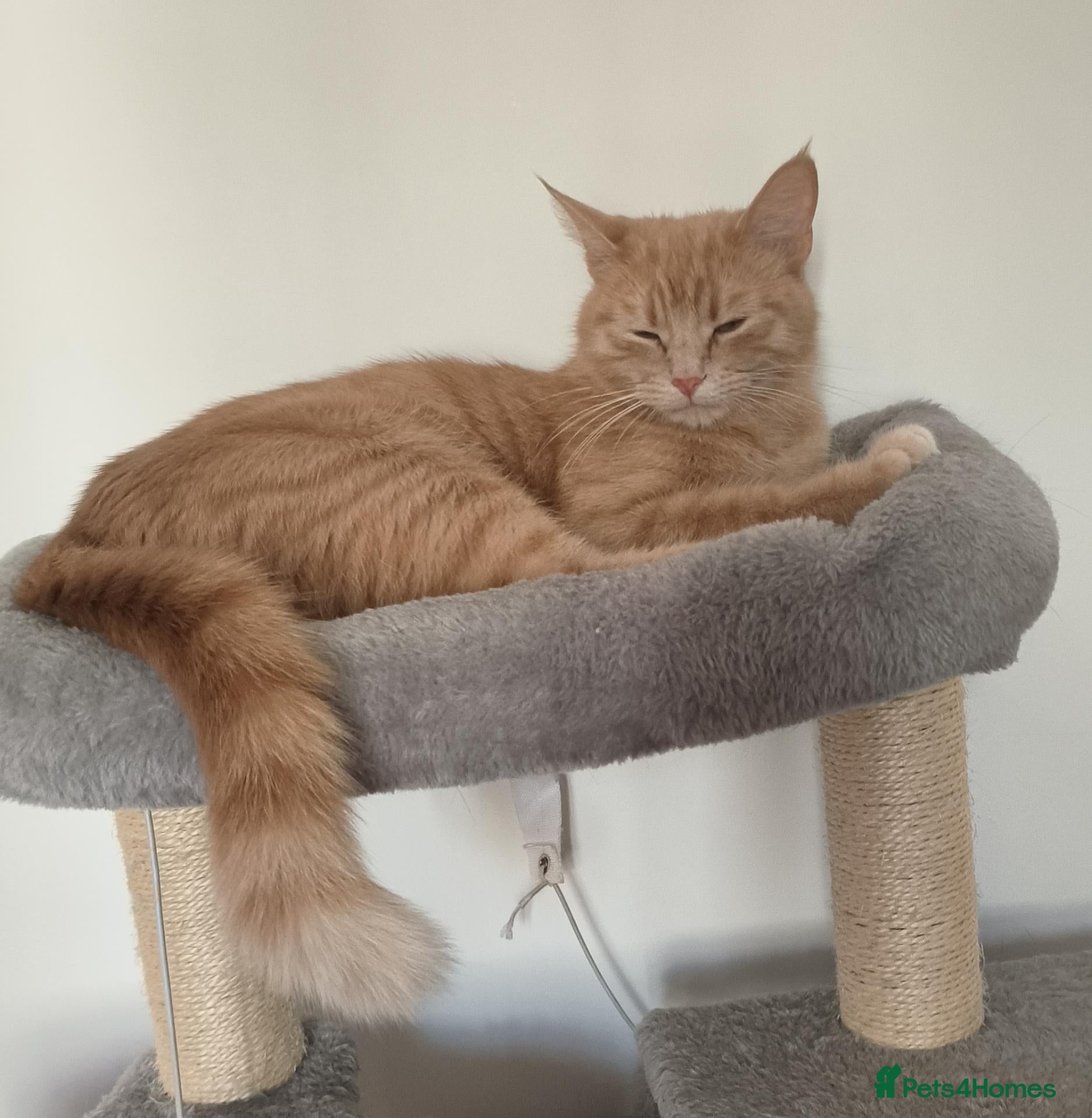 British Shorthair cats 3 Gorgeous Babies looking for their forever homes. - Advert 1