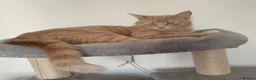 British Shorthair cats for sale: 3 Gorgeous Babies looking for their forever homes. - Advert 1